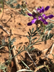 Dalea pogonathera