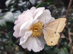 Lethe syrcis