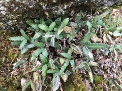 Doryopteris triphylla