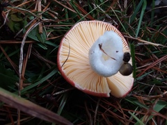 Russula cessans