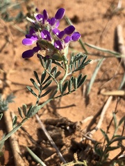 Dalea pogonathera