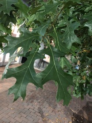 Quercus