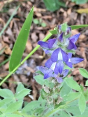 Lupinus bracteolaris