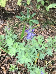 Lupinus bracteolaris