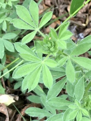 Lupinus bracteolaris