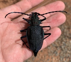 Psalidognathus friendii