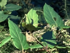Hymeniini