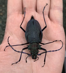 Psalidognathus friendii