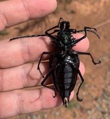 Psalidognathus friendii