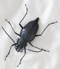 Psalidognathus friendii