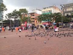 Columba livia