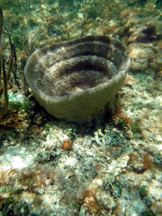 Ircinia campana