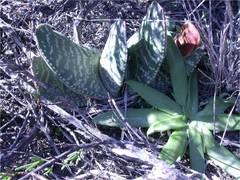 Gasteria brachyphylla
