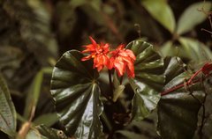 Begonia stenotepala