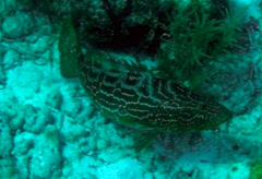 Mycteroperca bonaci