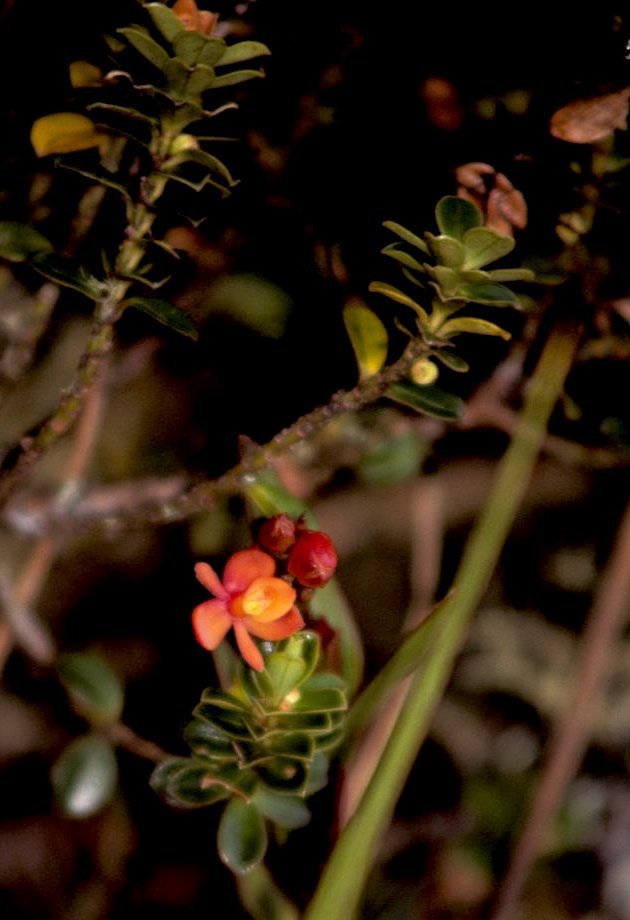 Epidendrum incapachychilum