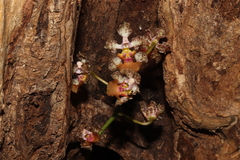 Trichocentrum andreanum