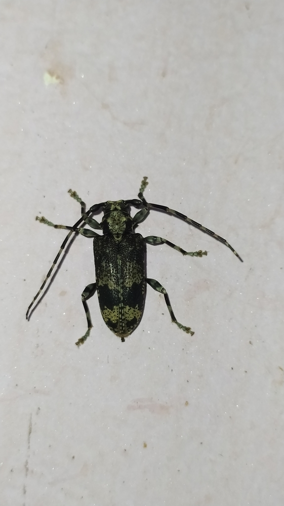 Myoxomorpha vidua