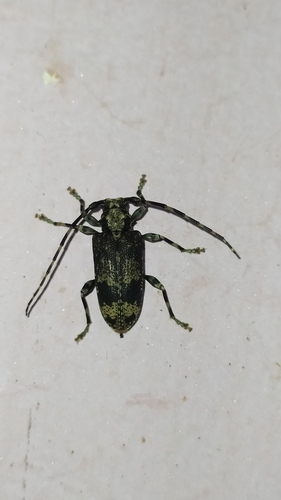 Myoxomorpha vidua