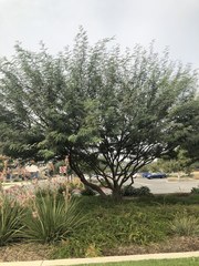 Prosopis