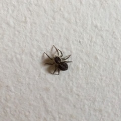 Saitis variegatus