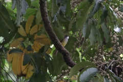 Alophoixus bres bres