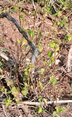 Vitis acerifolia