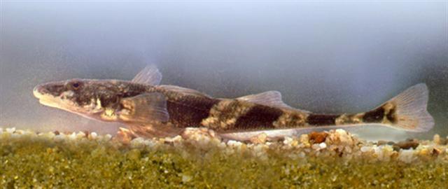 Danube Streber
