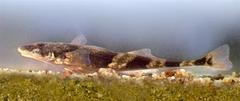 Danube Streber photo 1