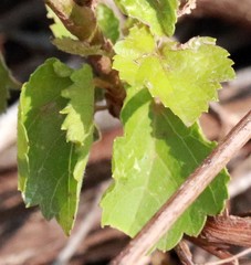 Vitis acerifolia