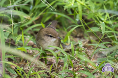 Urosphena pallidipes