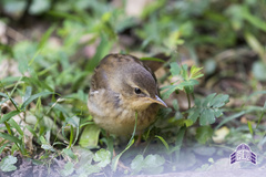Helopsaltes ochotensis