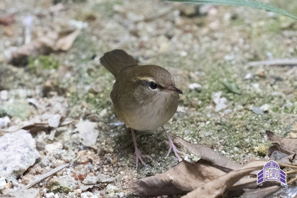 Pale-footed Bush Warbler photo