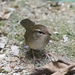 Pale-footed Bush-Warbler - Photo (c) hokoonwong, some rights reserved (CC BY-NC), uploaded by hokoonwong