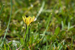 Hypochaeris tropicalis