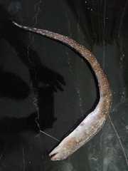 Gymnothorax equatorialis