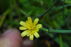 Hypochaeris tropicalis