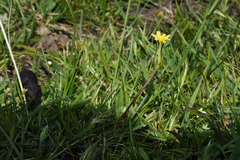 Hypochaeris tropicalis