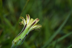 Hypochaeris tropicalis