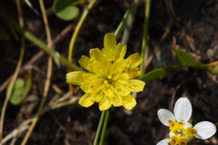 Hypochaeris tropicalis