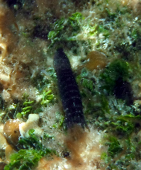 Pseudosquilla ciliata