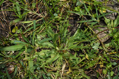 Hypochaeris tropicalis