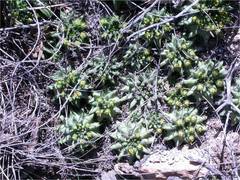 Euphorbia susannae