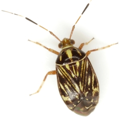 Taedia virgulata