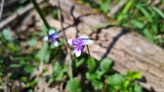 Viola eminens