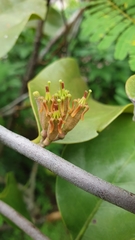 Dendrophthoe pentandra