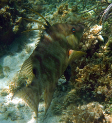 Lachnolaimus maximus