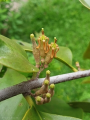 Dendrophthoe pentandra