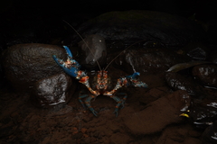 Euastacus valentulus