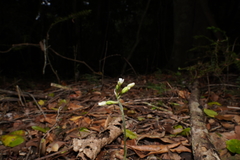 Cheirostylis notialis